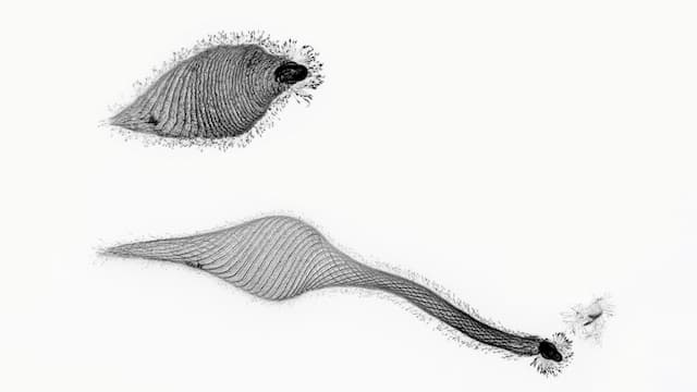 This protist unfolds its ‘neck’ up to 30 times its body length to scout prey