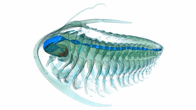 Stunning trilobite fossils include soft tissues never seen before