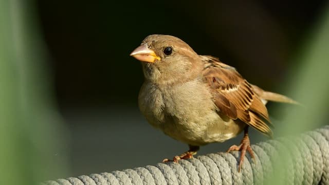 A boosted immunity gene seems to help sparrows eat poop-spiked food