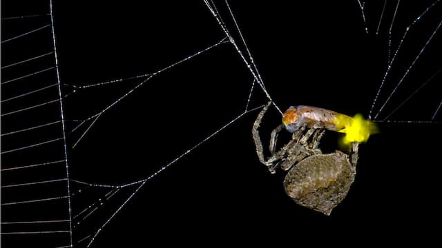 This spider uses trapped fireflies to lure in more prey
